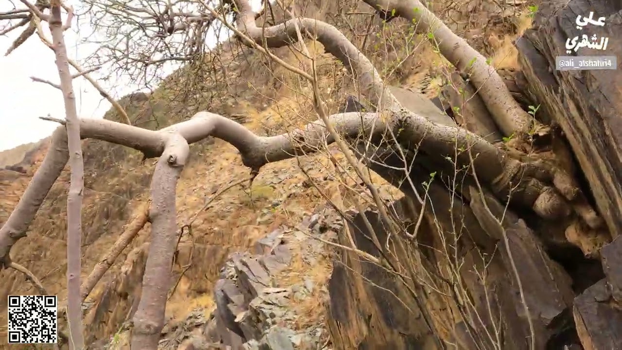 شجرة البان العربي - الشوع - اليسر -  Moringa peregrinea شرق تنومة الزهراء