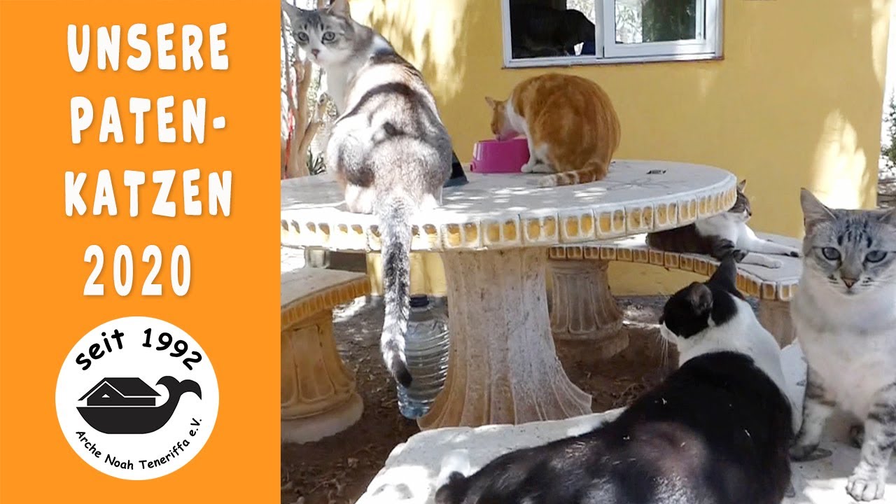 Unsere Patenkatzen 2020 | Arche Noah Teneriffa