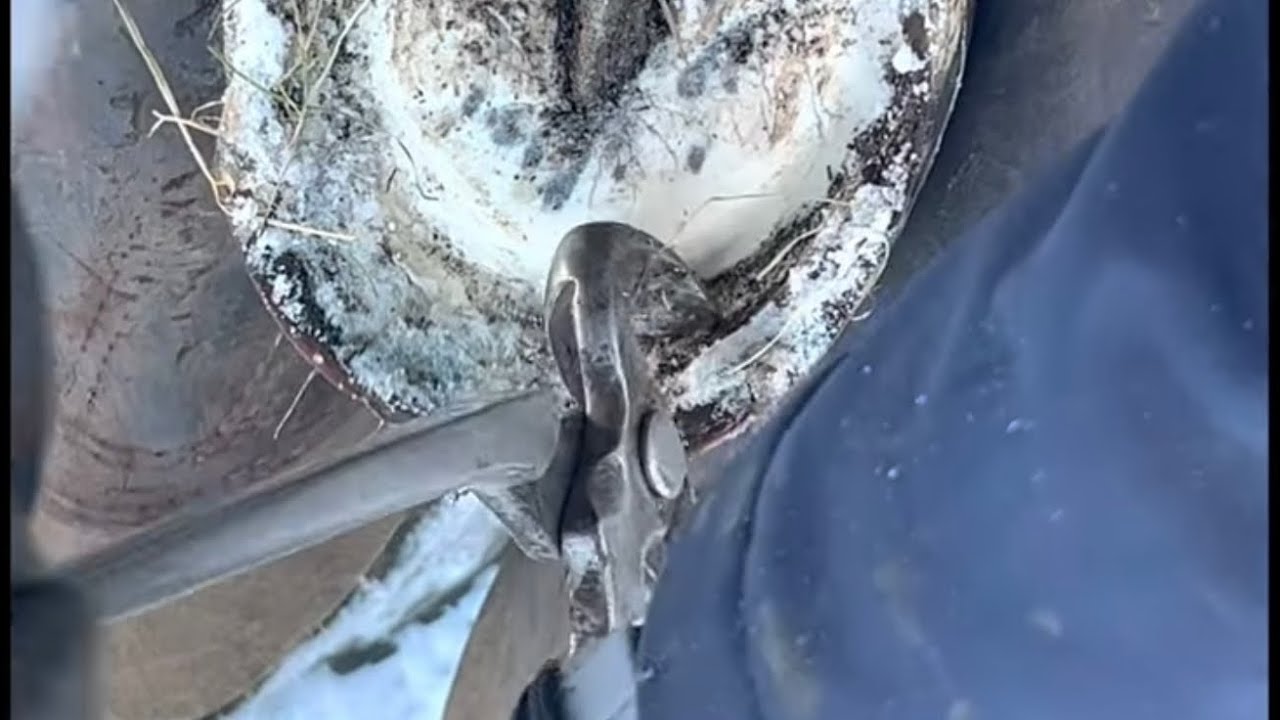 The Highland Farrier episode 1. Hoof restoration in the snow