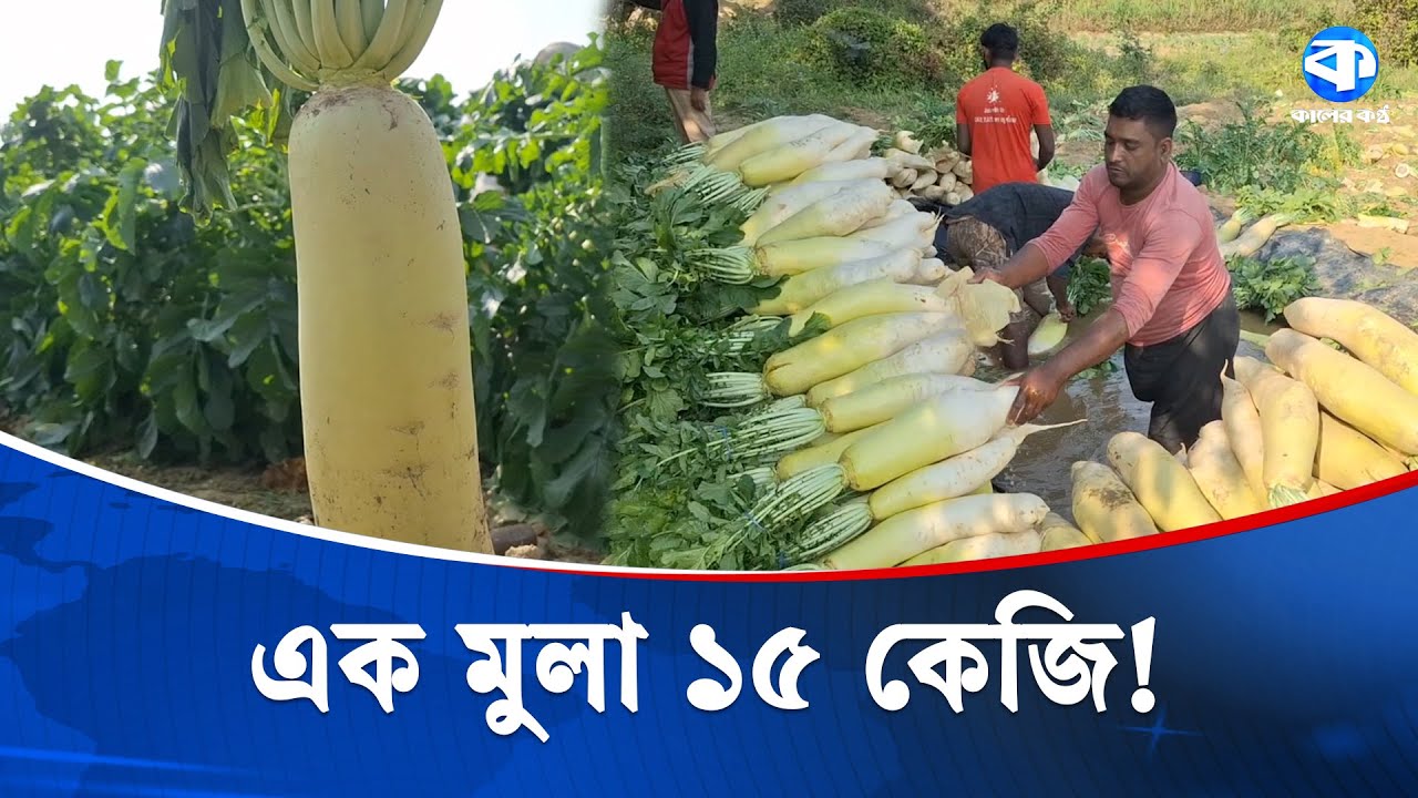 হালদা চরের জাপানি মুলা আকারে দৈত্যাকার, স্বাদেও অনন্য | Japanese Radish | Bangladesh Agriculture