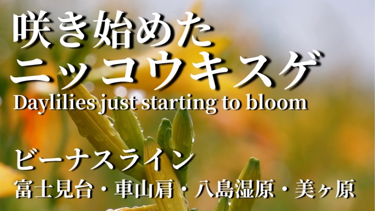 ビーナスライン咲き始めたニッコウキスゲFlowers blooming near the Venus Line撮影日2024.7.2
