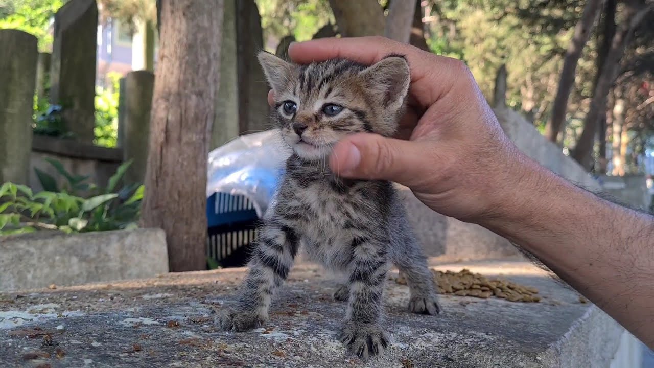 Kittens small enough to fit in the palm of your hand.