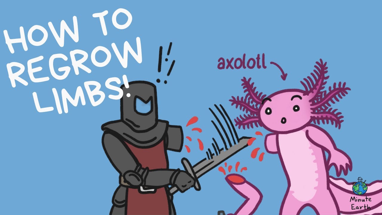 Axolotls, Science-Fiction Come To Life! | SCIENCE MINUTE