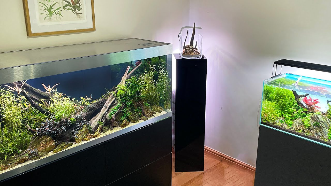 NO MORE DISCUS FISH + FULL OFFICE TOUR