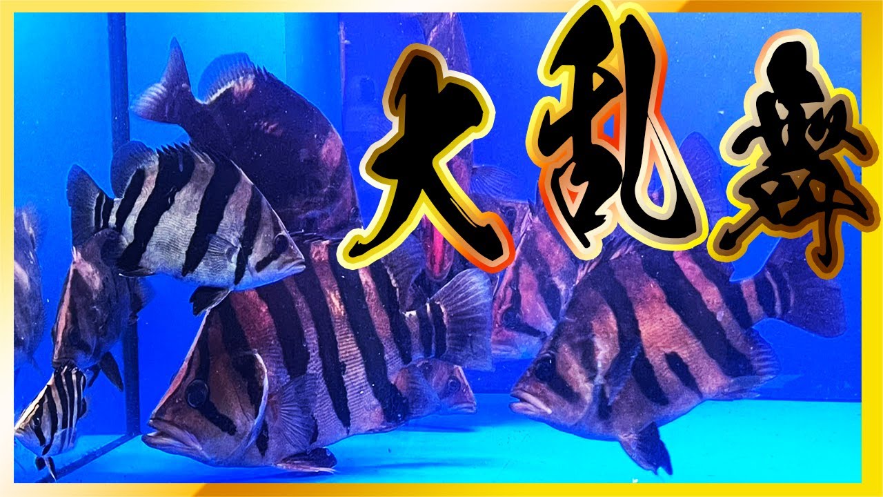 ふぃしゅもんのダトニオコレクション！