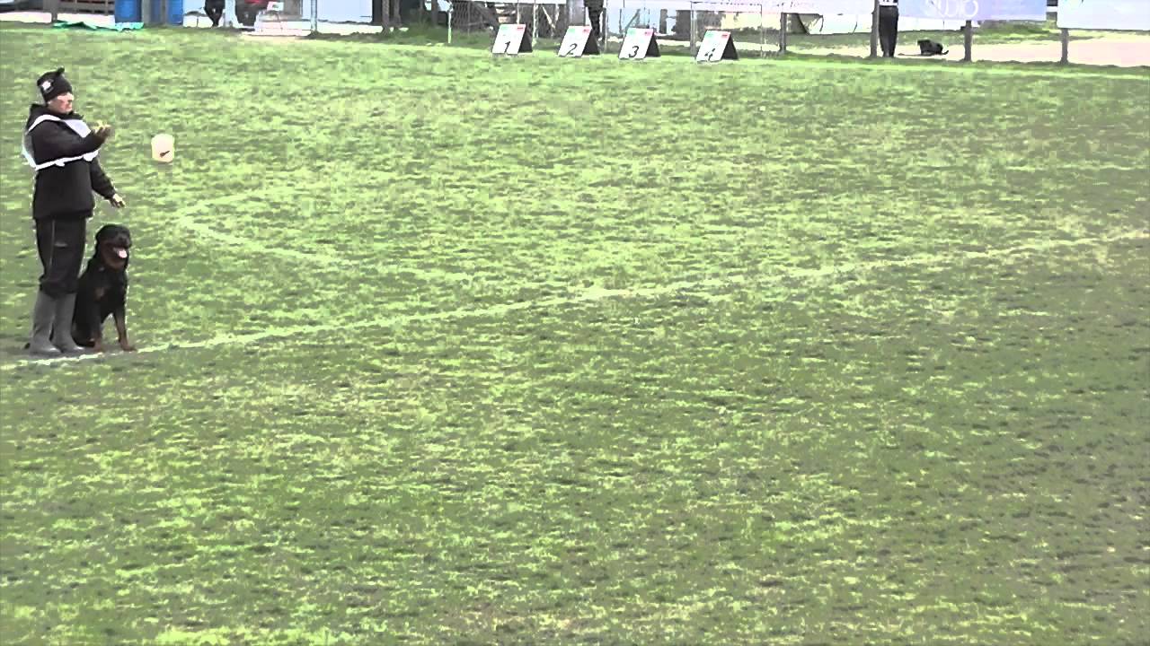 Campionato ADDESTRAMENTO rottweiler