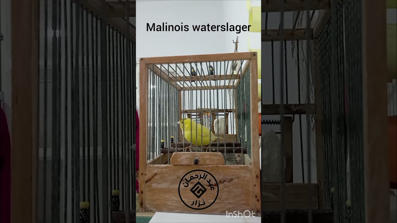 تغريد كناري مالينوا/chant du canari Malinois waterslager 
