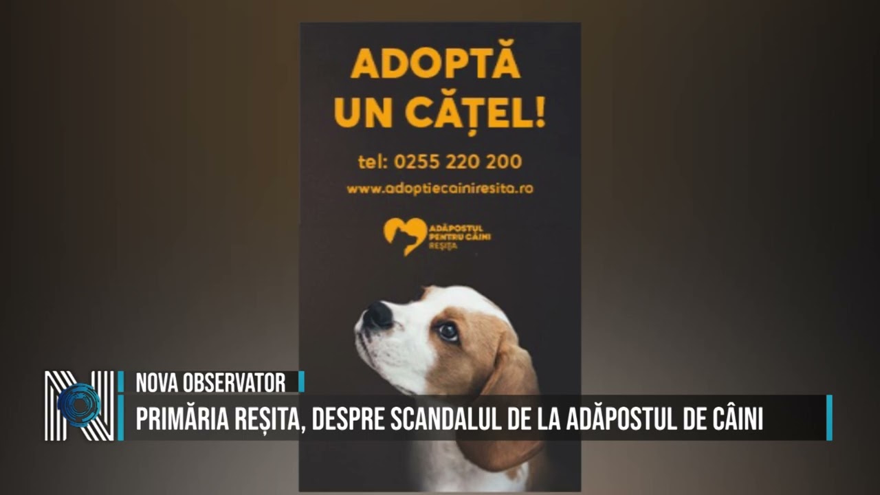PRIMĂRIA REȘITA, DESPRE SCANDALUL DE LA ADĂPOSTUL DE C&Acirc;INI
