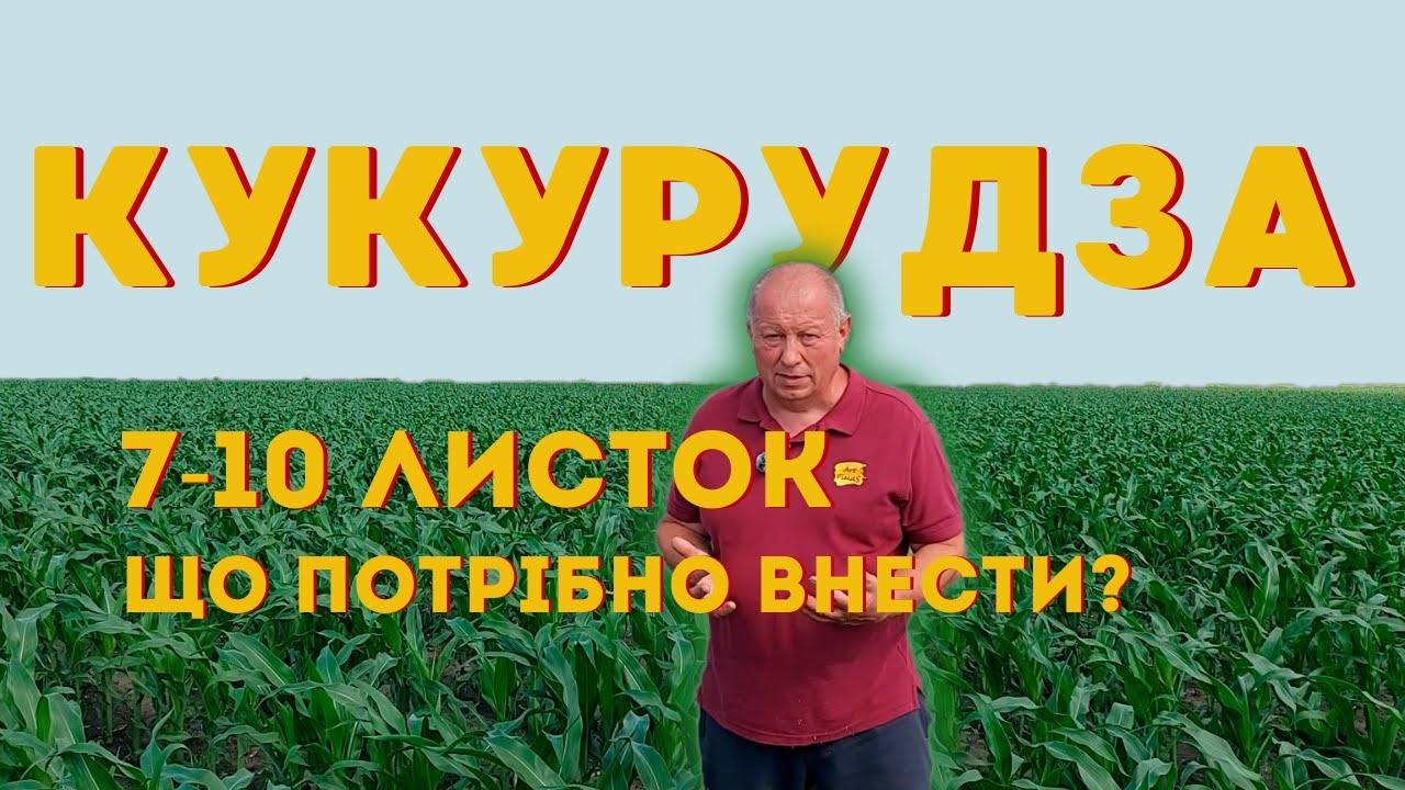 🌽 Кукурудза 🌽 7-10 листок. Що потрібно внести?