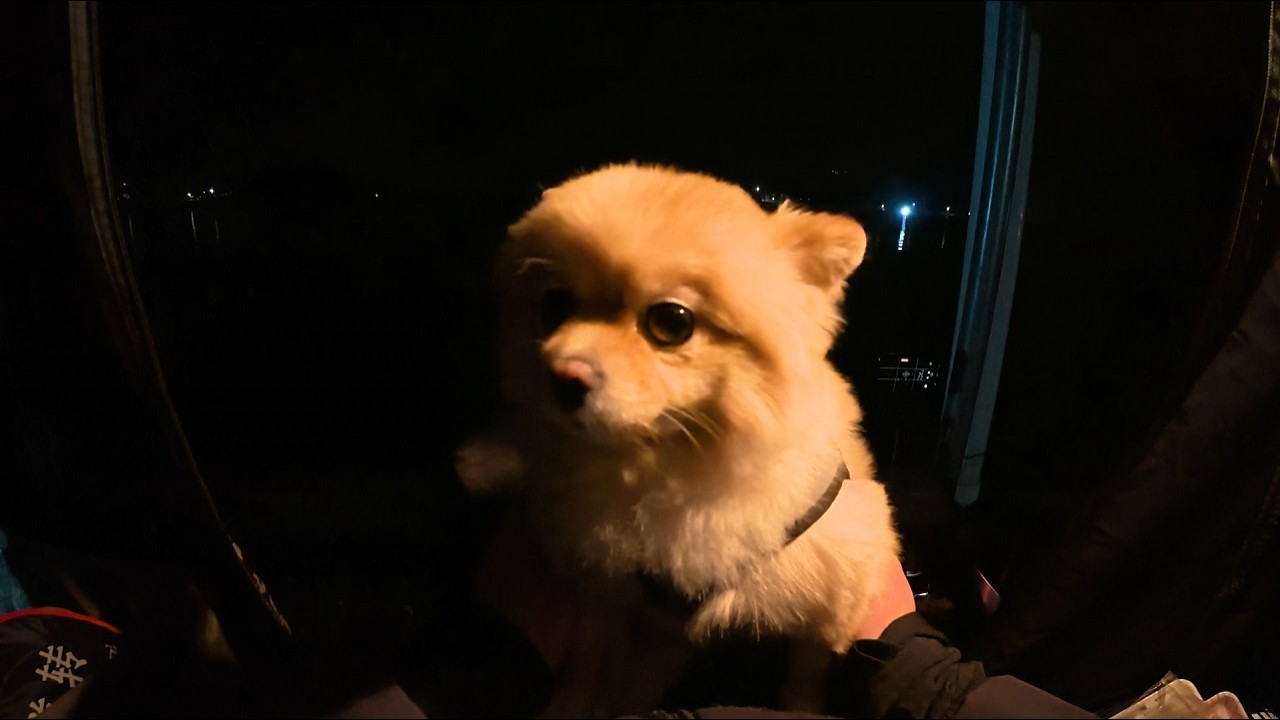 강화 고려지에서 강아지랑 힐링 낚캠.. 하지만 언제나 삶은 예상할 수 없지..
