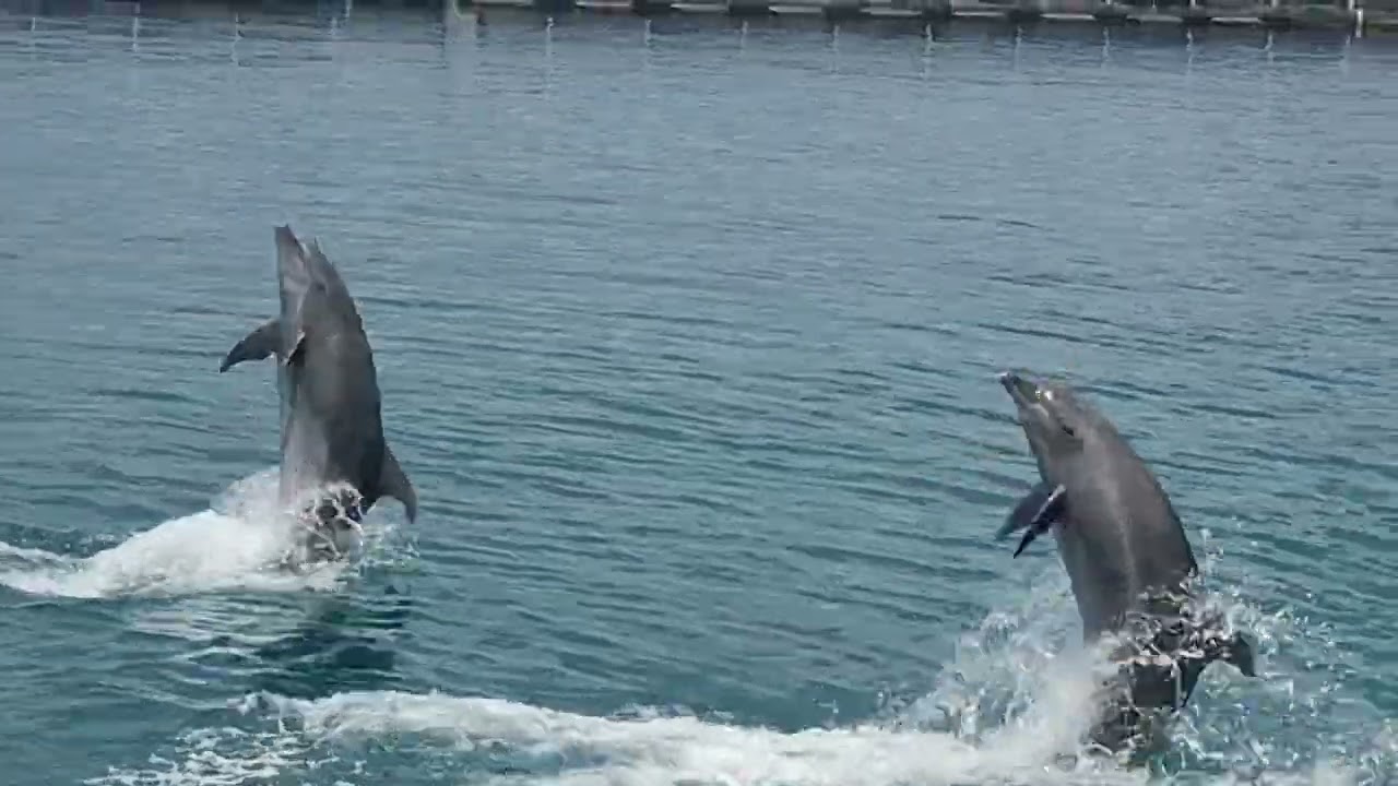 Ocean Adventure - Dolphin Show