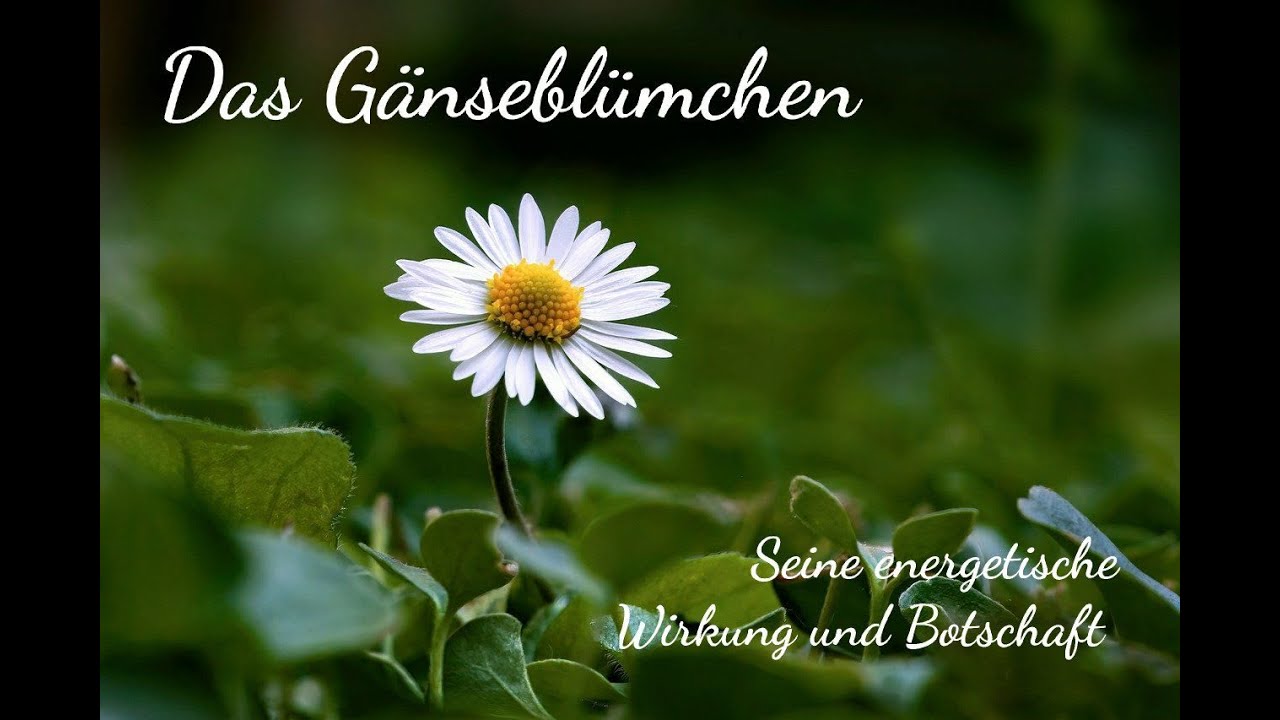 Das G&auml;nsebl&uuml;mchen - Seine energetische Wirkung und Botschaft