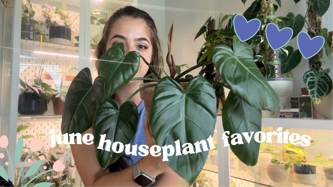 June Houseplant Favorites 🌼🌱✨