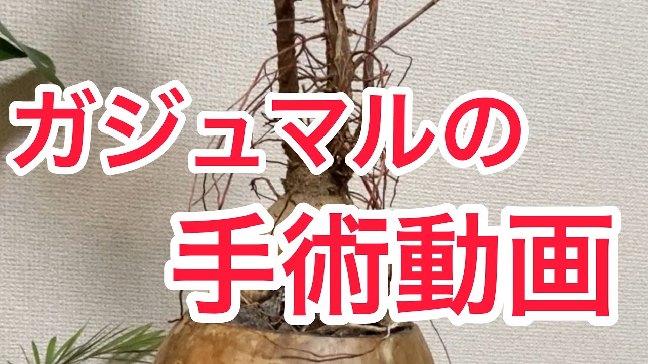 放置されて弱ったガジュマルを助けたい！お家で簡単にできる治療とは！？