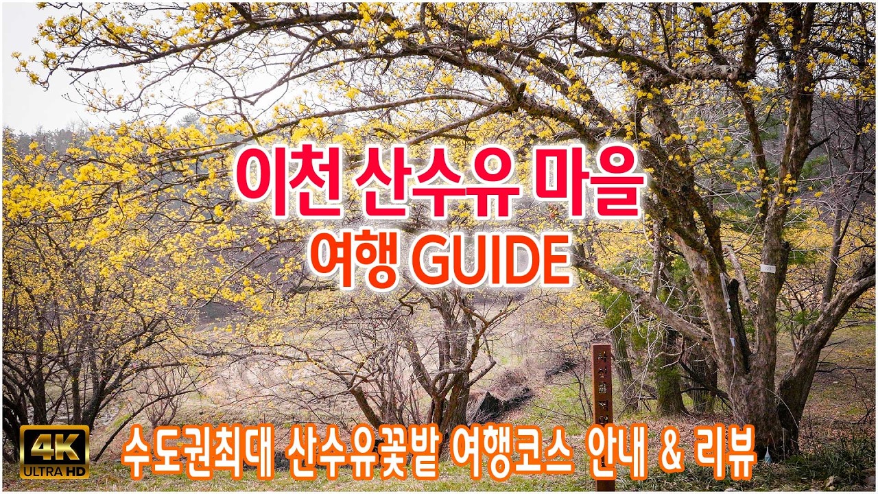 (봄꽃여행 추천장소) 수도권 최대의 산수유 마을 여행지를 소개합니다! #봄의전령사 #산수유마을 #이천산수유마을 #영원사 #유추여행 #여행정보 #봄꽃여행