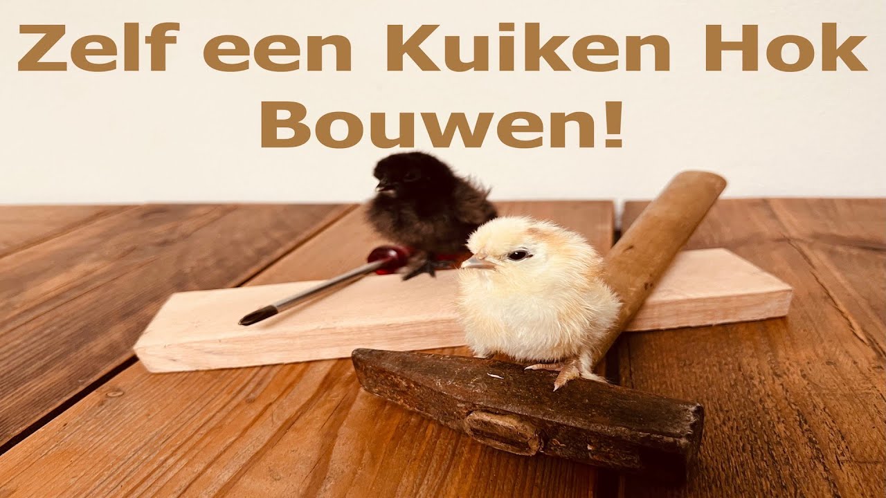 Zelf een Hok Bouwen voor je Kuikens!