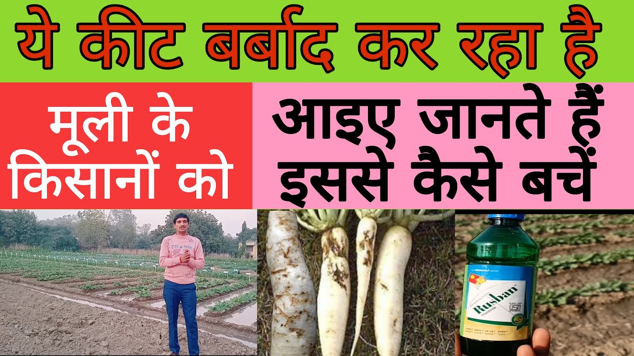 ऐसा कीट जिसके कारण किसान छोड़ रहे है मूली लगाना | danger insect of radish crop | #drpunitshishodia