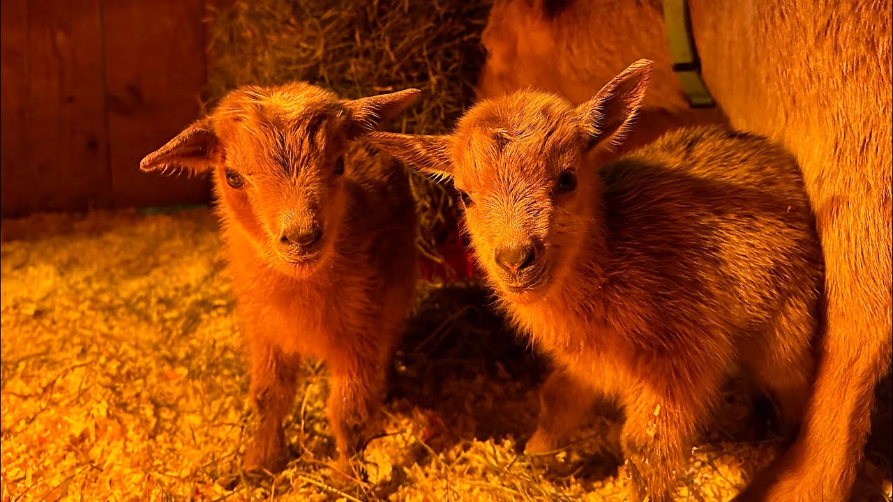 6 baby goats born in the middle of the night!