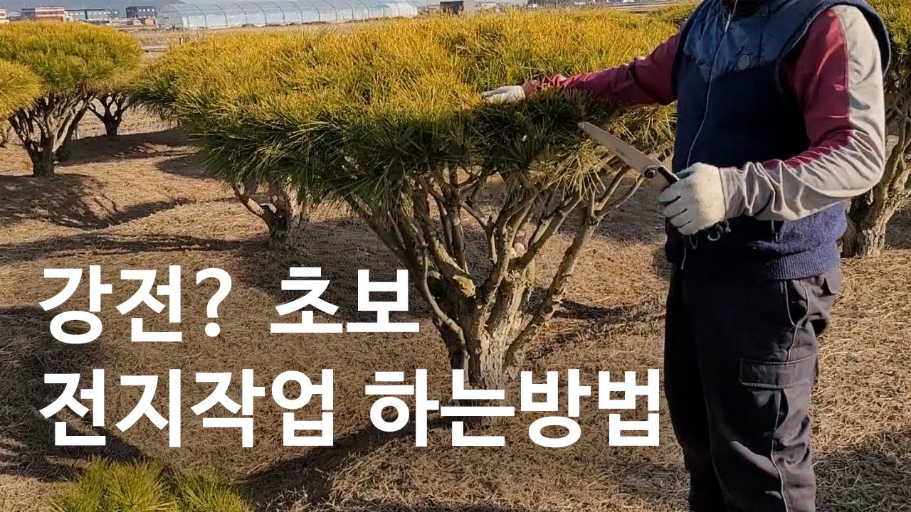 아무때나 전지해도 되나요??/ 초보 소나무 전지작업 하는방법