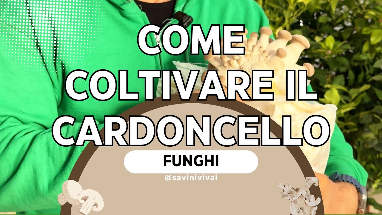 Come far partire le ballette da 4 kg (guida facile) - Cardoncello a casa tua 🍄