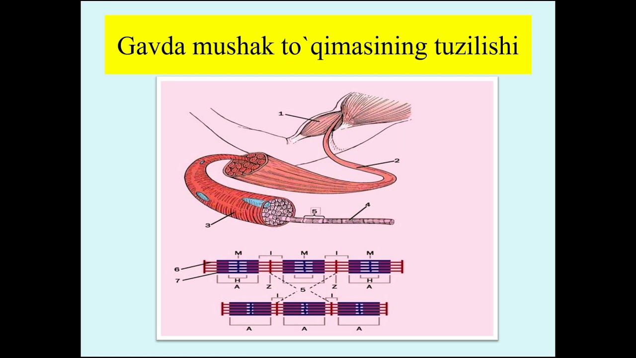 Mushak to'qimasi