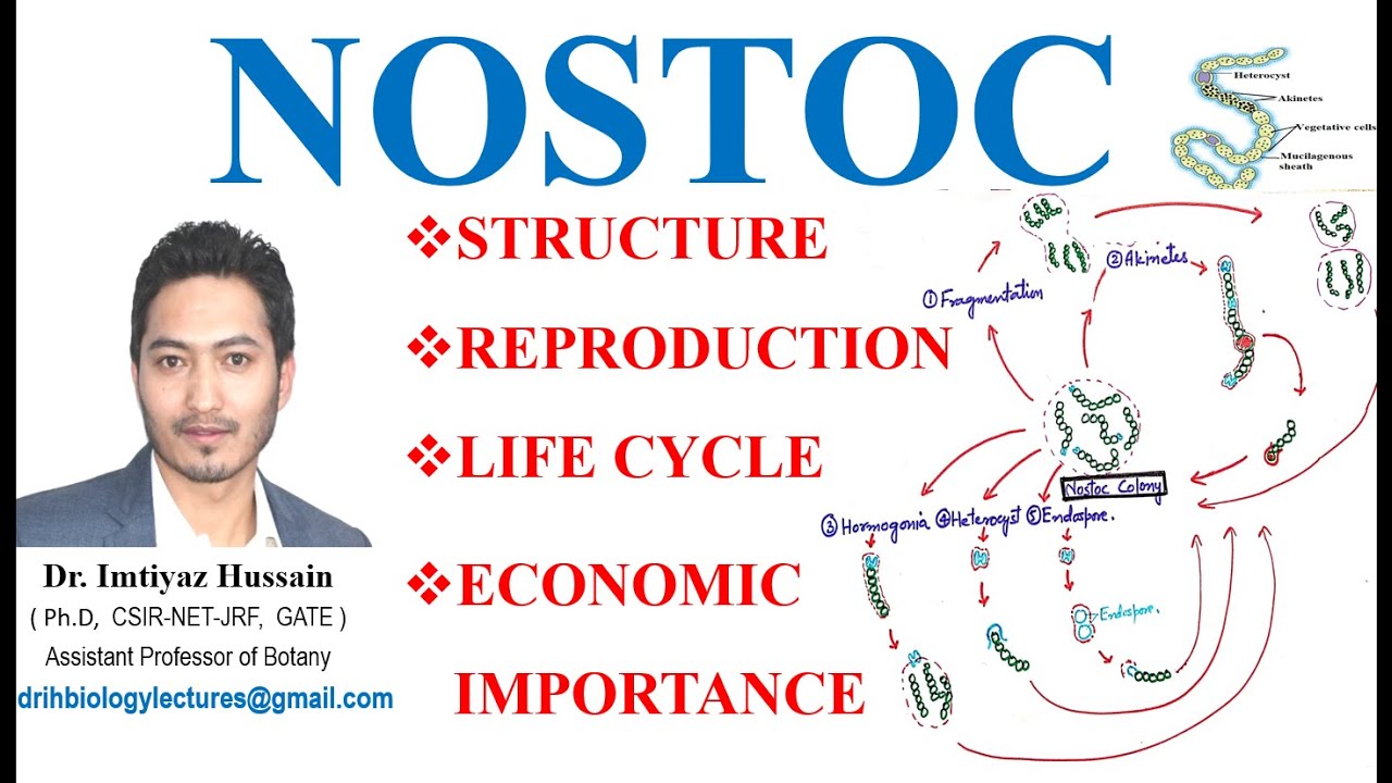 Жизненный цикл, морфология, размножение Nostoc #водоросли #1stsemexam Структура таллома Акинеты