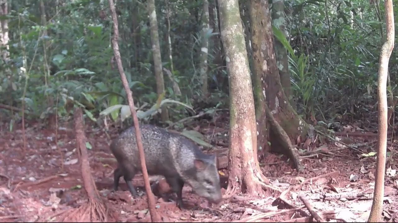 Anta de dia no carreiro, catetos passando na frente da câmera, imagens inédita 