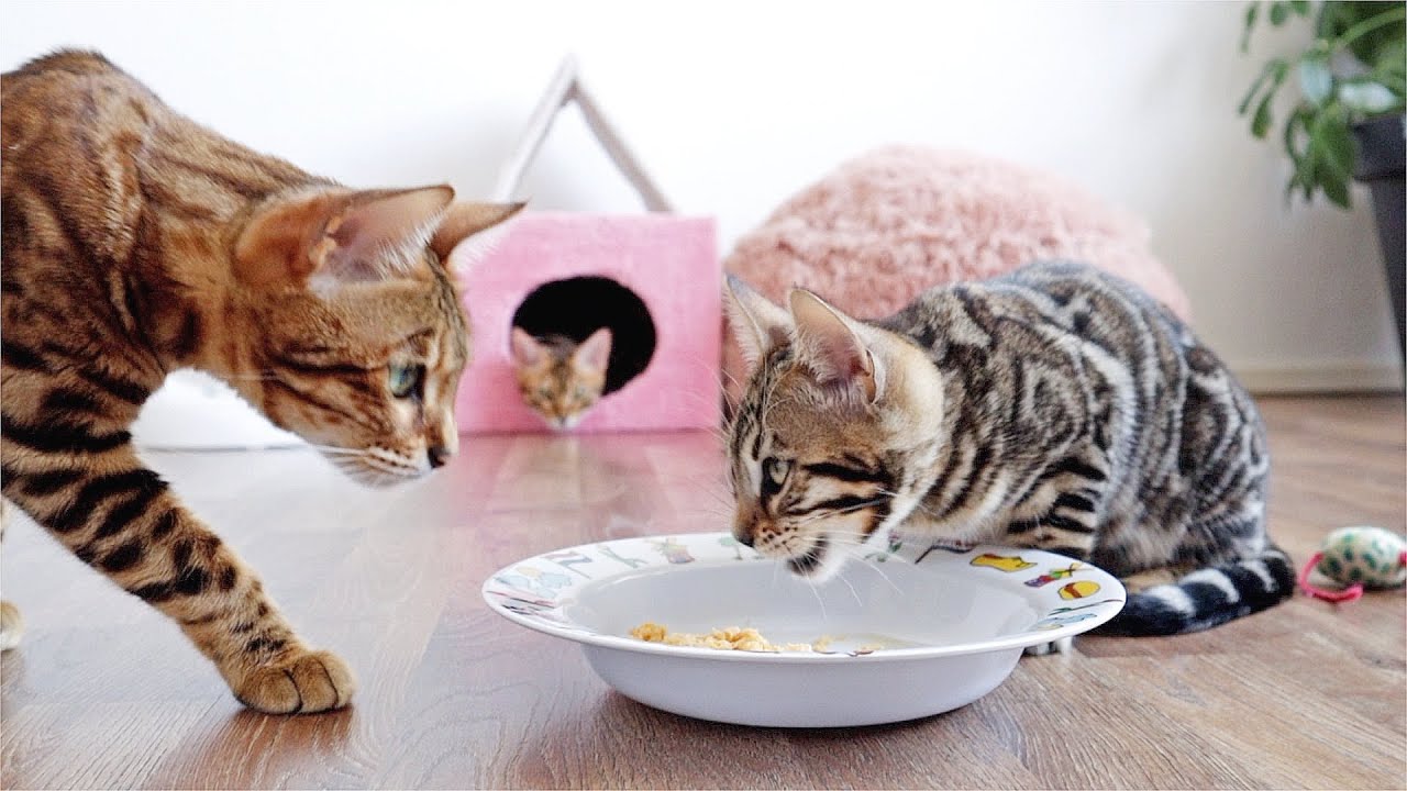 Bengal Kitten Won't Share her Food and Growls to the Other Cats