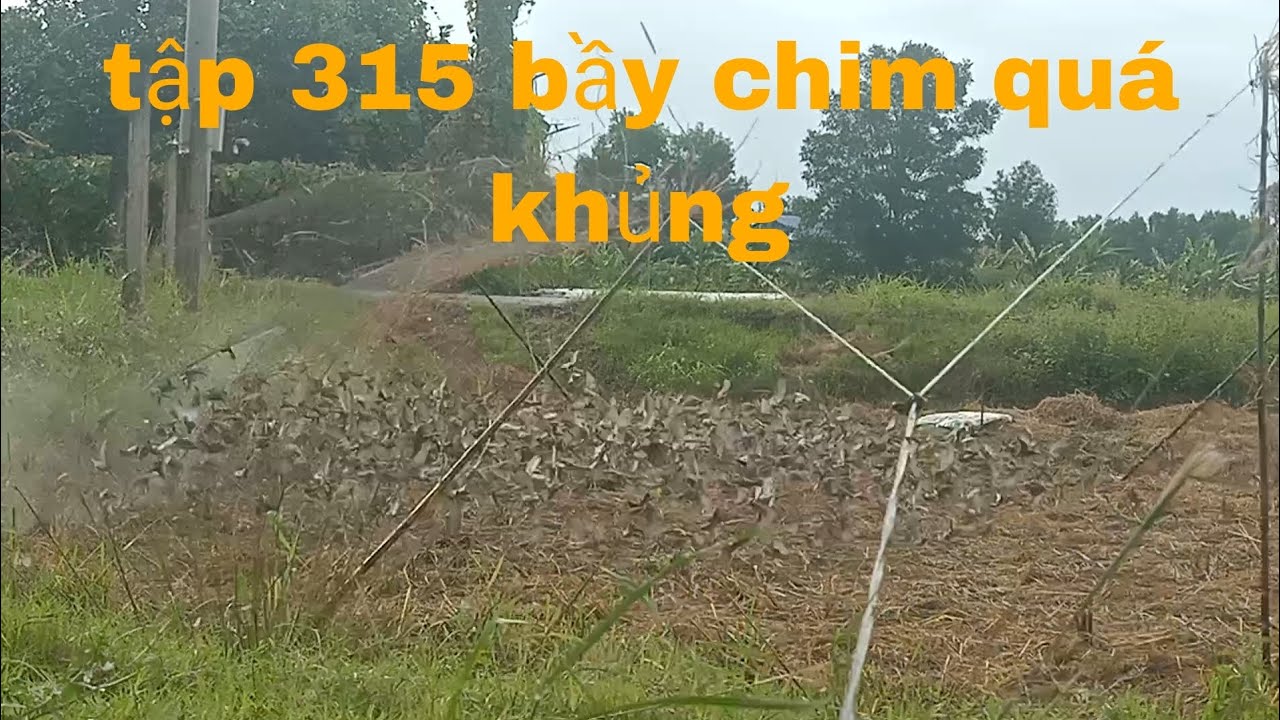 tập 316 bầy chim đong khủng hoảng anh Em ơi