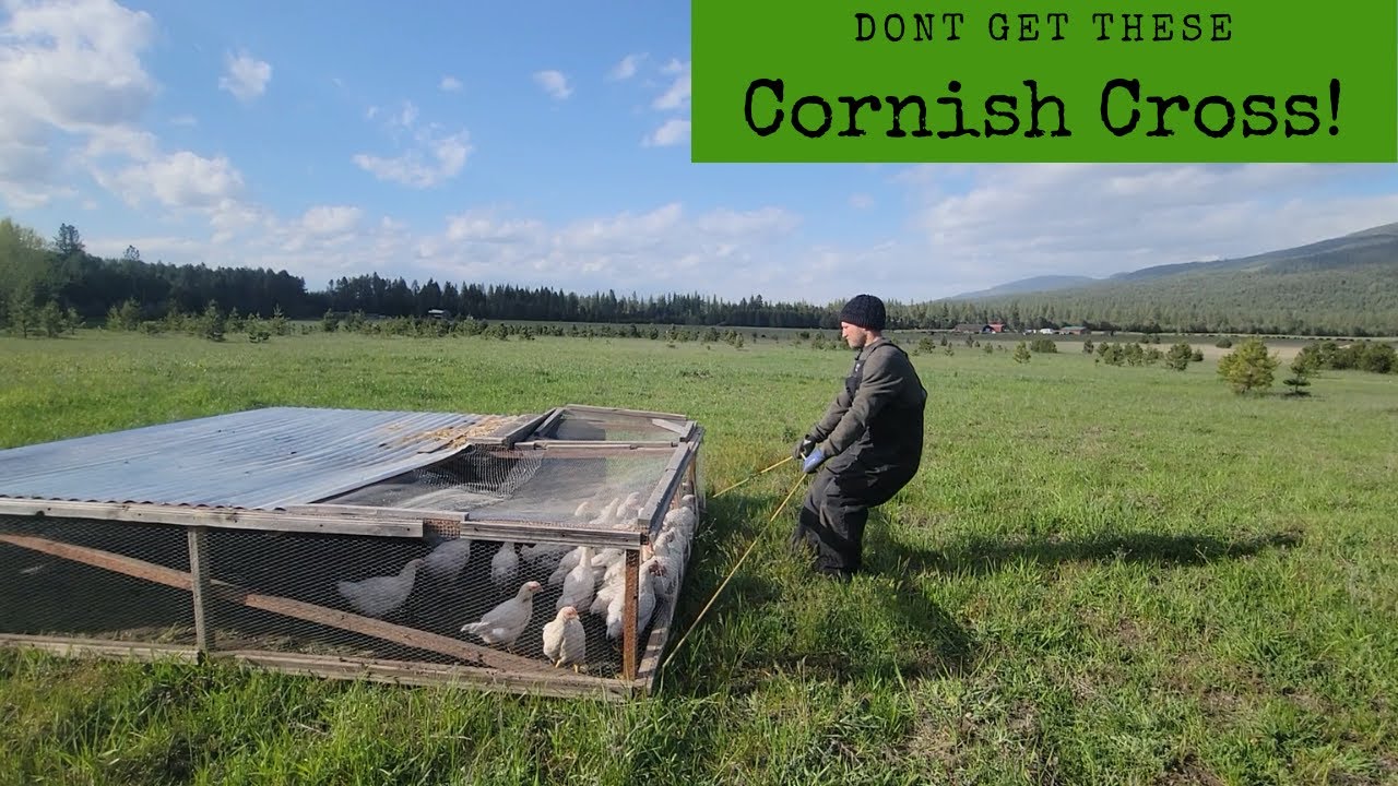 WORST Cornish Cross we have had! | Adventures In Reality