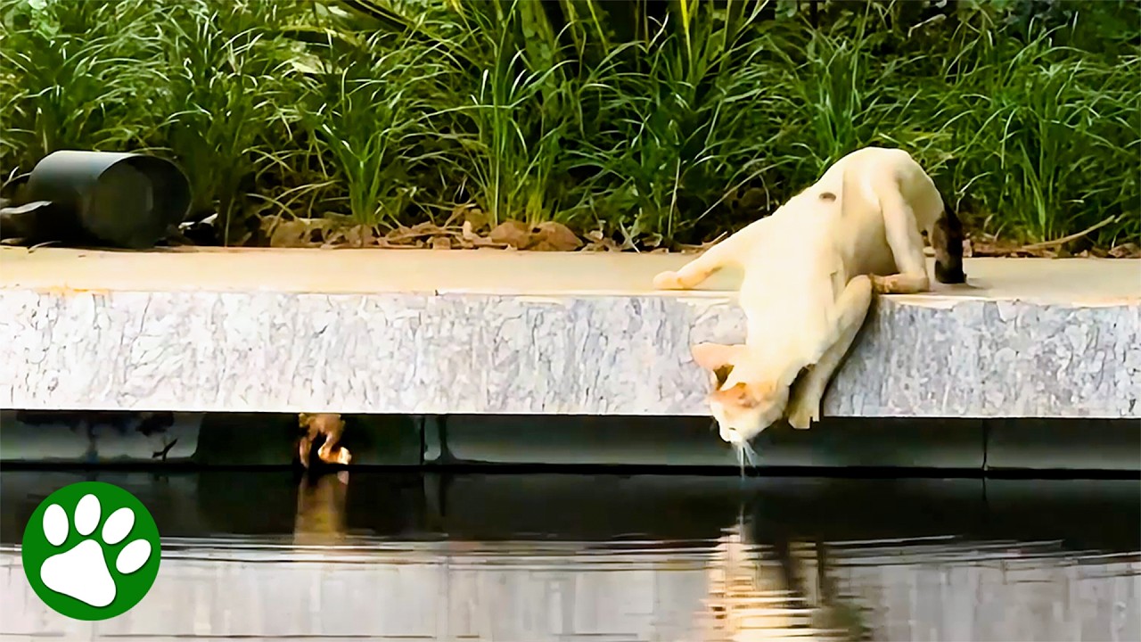 Mama Cat Begs for Help to Rescue Her Baby