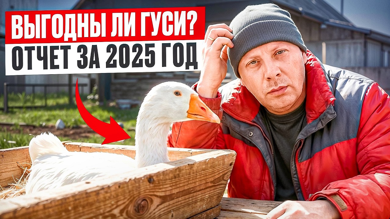 Гуси - это СПЛОШНОЙ БОНУС? Итоги моего сезона, о котором все спрашивали