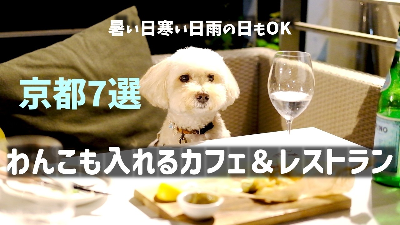 京都7選🐕犬と行けるカフェ＆レストラン🍃雨、暑い日、寒い日もOK👍京都観光 京都案内 京都グルメ マルプー maltipoo