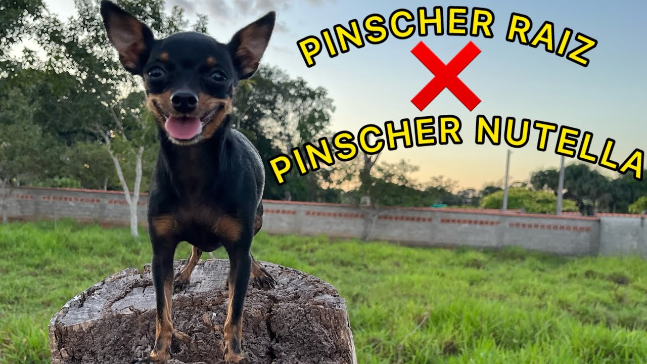 TIPOS DE PINSCHERS, PINSCHER RAIZ E PINSCHER NUTELLA | PINSCHER FILHOTES