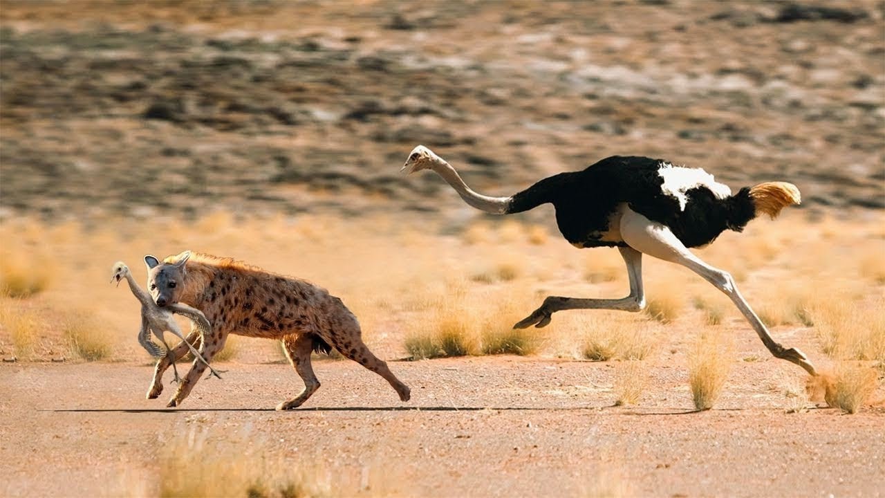 Ces Animaux Se Sont Trompés D'adversaire !