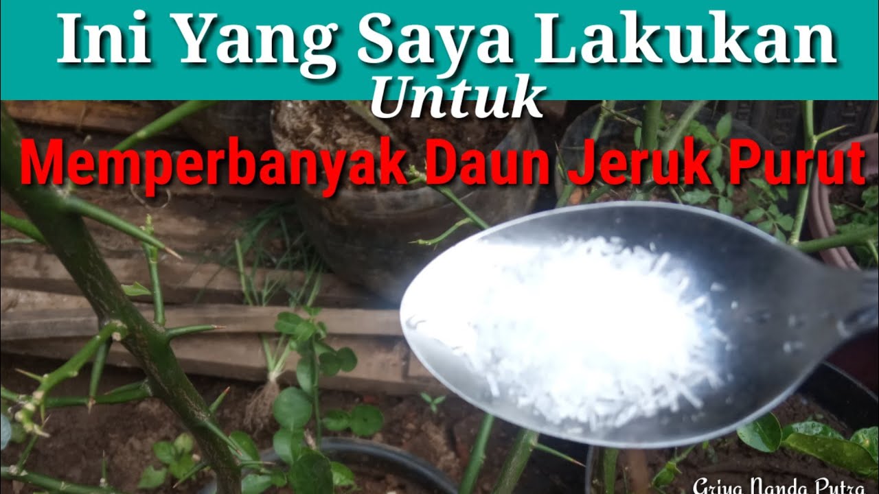 INILAH CARA SAYA MEMPERBANYAK DAUN JERUK PURUT DENGAN CARA MUDAH DAN SEDERHANA//Part.1