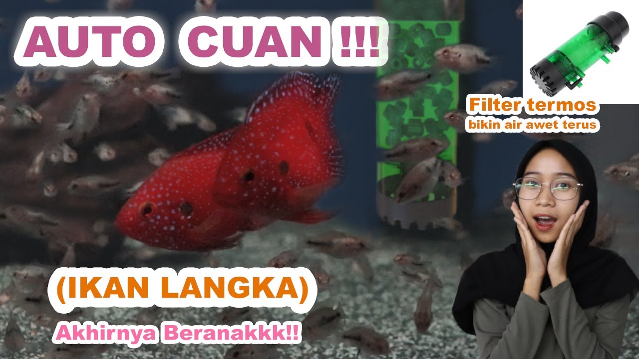 Cichlid Red Jewel! Treatment Channa, Air Tetap Bagus Jarang Kuras Filter Termos Kandila XI-600