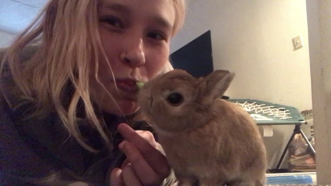 Netherland Dwarf Rabbit - Freddie’s Debut