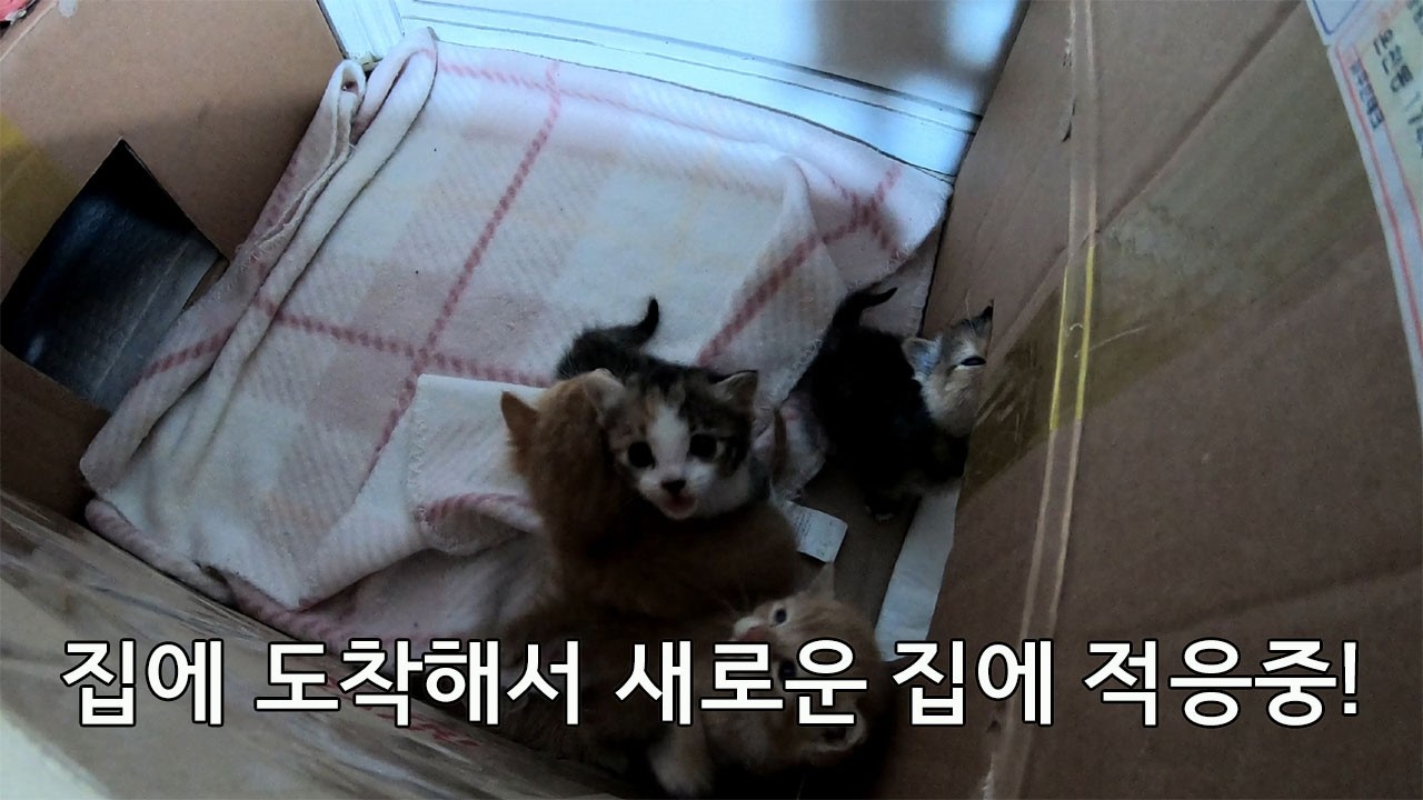 집에 도착해서 새로운 환경에 적응중! #길고양이 #고양이 #길양이
