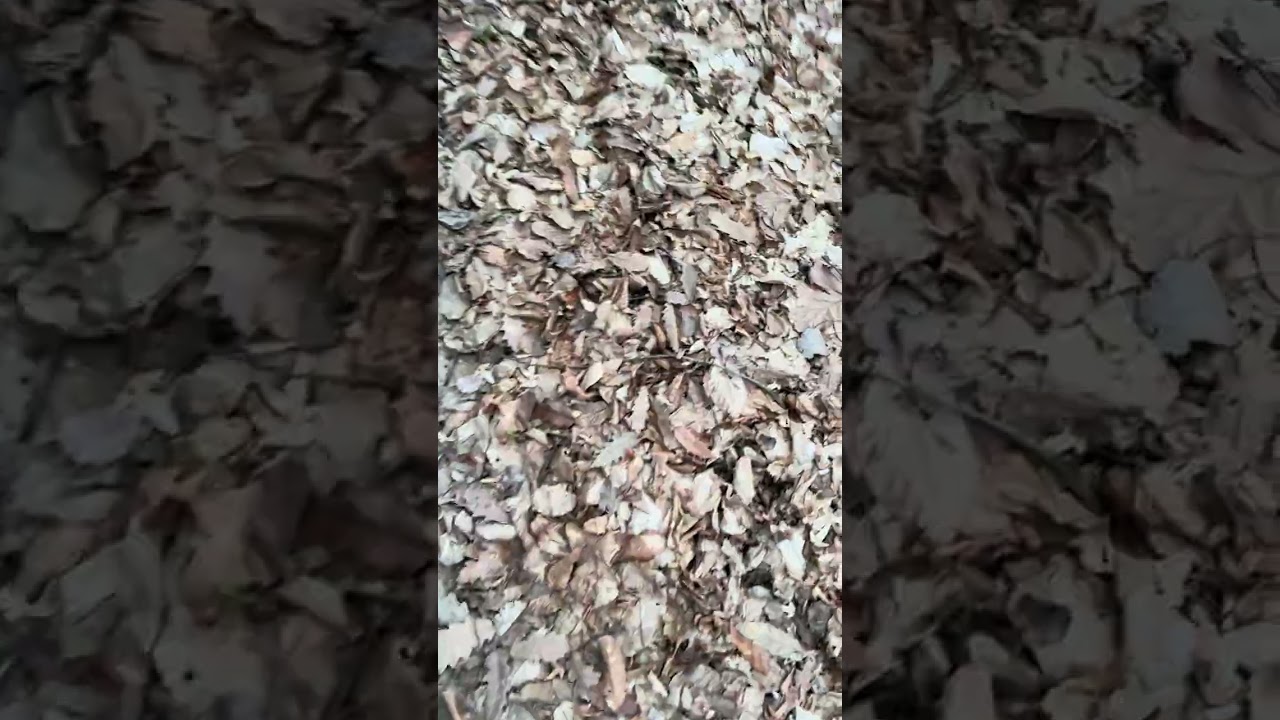 Nimic interesant,mă plimb prin pădure!