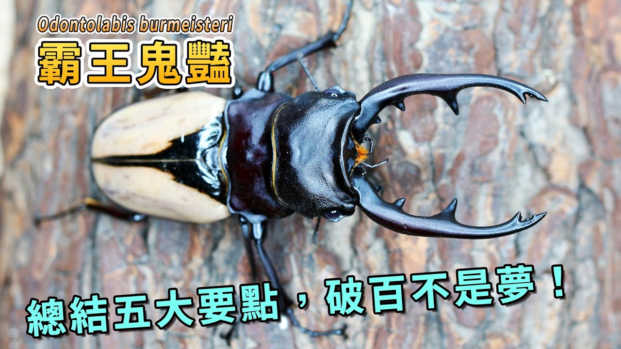 【山林蟲坊】總結五大要點，我終於養出破百霸王鬼豔啦！ | Odontolabis burmeisteri: The Five Key Points to Exceed 100mm!