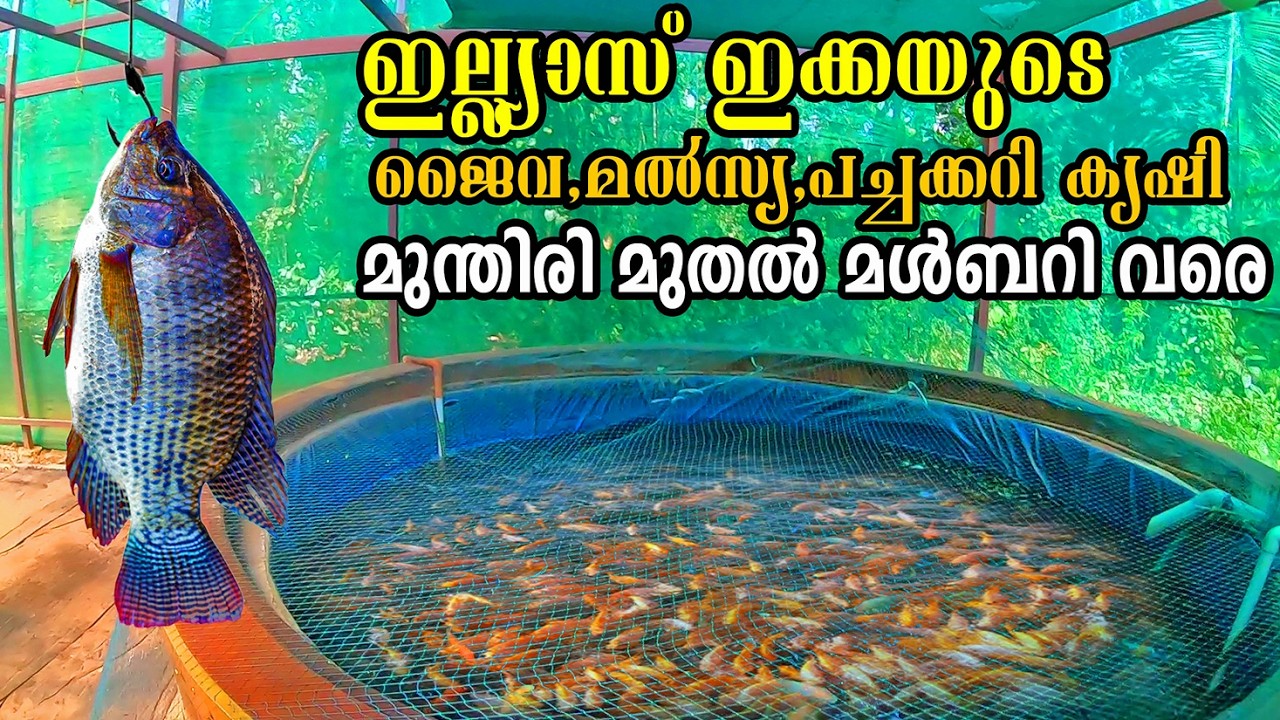 ഇവിടെ വളരാത്തതായി ഒന്നും ഇല്ല | Aquaponics farming Malayalam