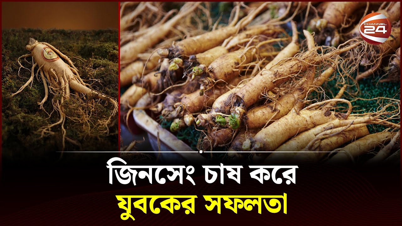 কোরিয়ান জিনসেং চাষ করে সাড়া জাগিয়েছেন আব্দুর রহমান | Ginseng | Narsingdi | Channel 24