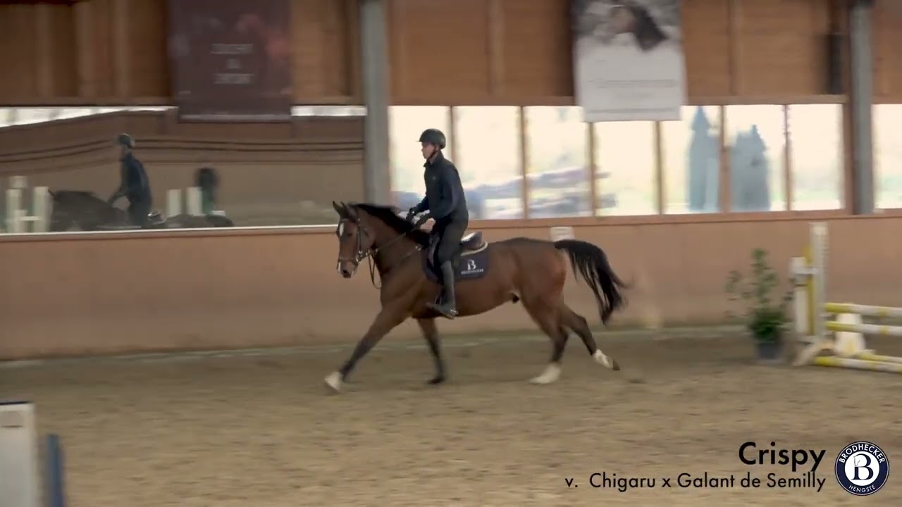 Crispy - Wallach - 2019 geboren (Chigaru x Galant de Semilly)