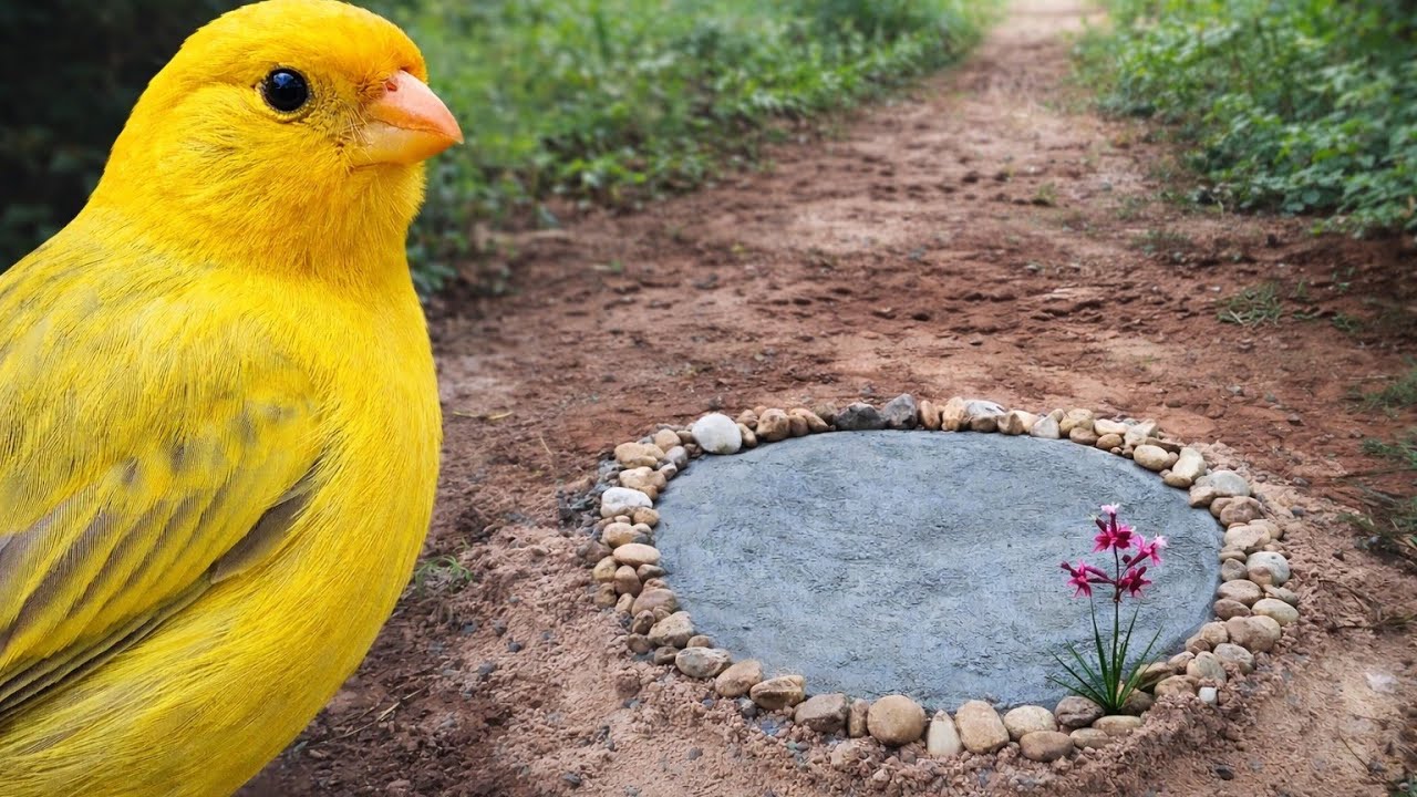 Fiz um lago para os passarinhos e a reforma da casa da roça continua