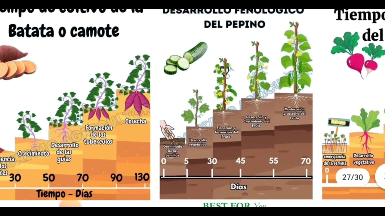 L Ecole Du Chef Ecología Sesión 4. Ciclos de Desarrollo de los Cultivos 🪴🌱🥬🫛