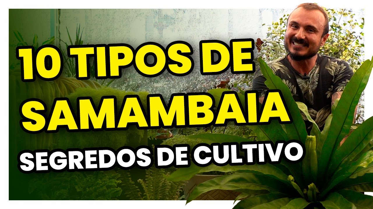 Conheça 10 espécies de SAMAMBAIAS | Como cultivar, adubar e replantar