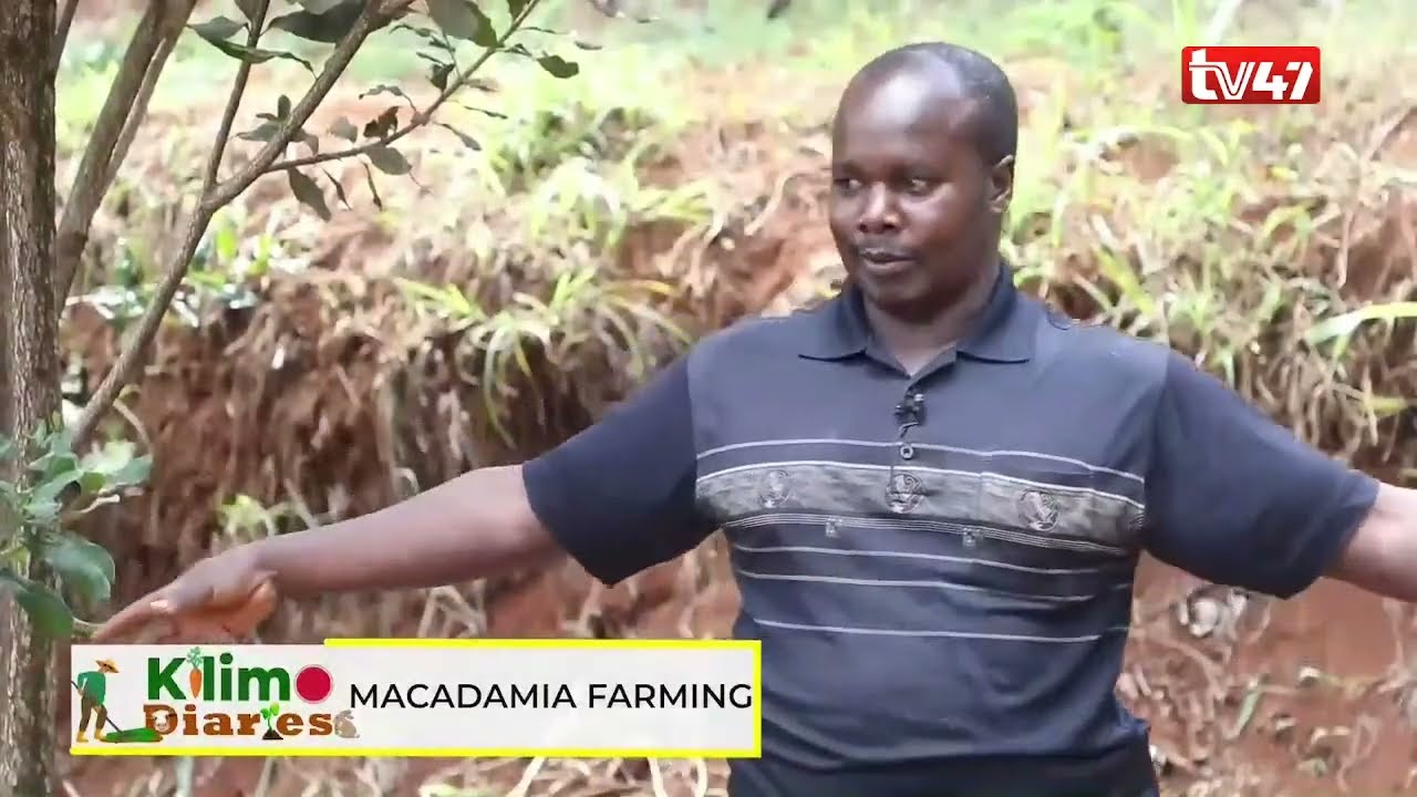 KILIMO DIARIES | What you need to know about Macadamia farming