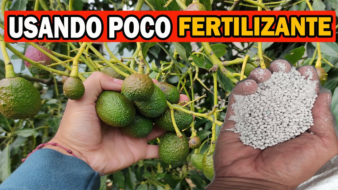 C&oacute;mo ABONAR o FERTILIZAR la palta o AGUACATE usando poco fertilizante