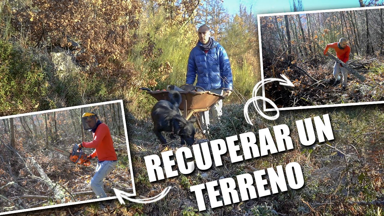 🚜🌳Como RECUPERAR un terreno de LABRANZA PASO A PASO - SOUTO con CASTAÑOS CENTENARIOS🍂